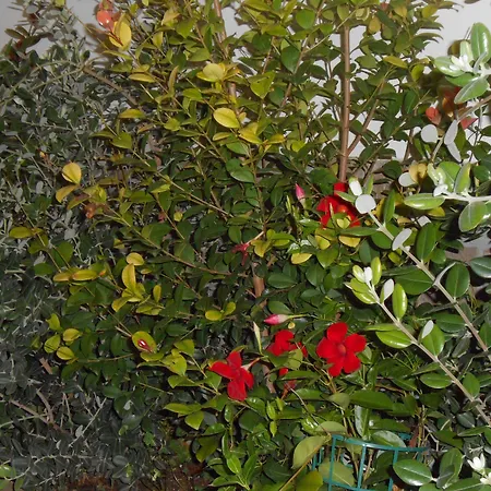 Bed & Breakfast Alma Salento